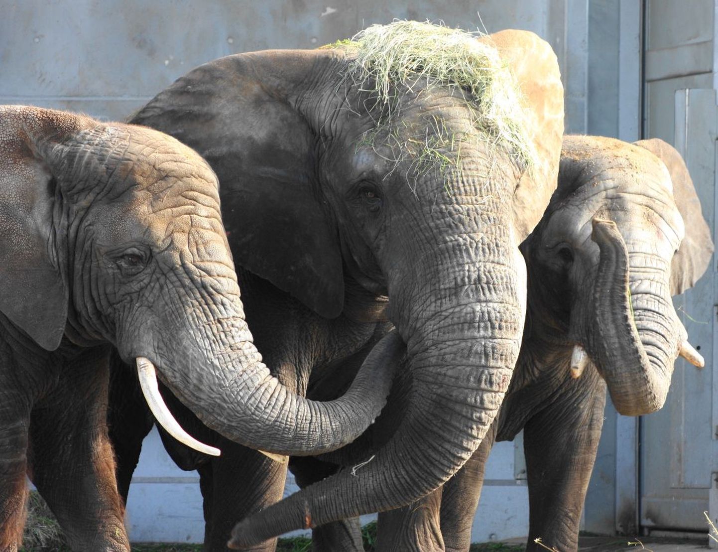 Tallinna loomaaia elevandid Draay, Carl ja Fien. Nemad ei olnud talvel juhtunud õnnetuses kuidagi süüdi.