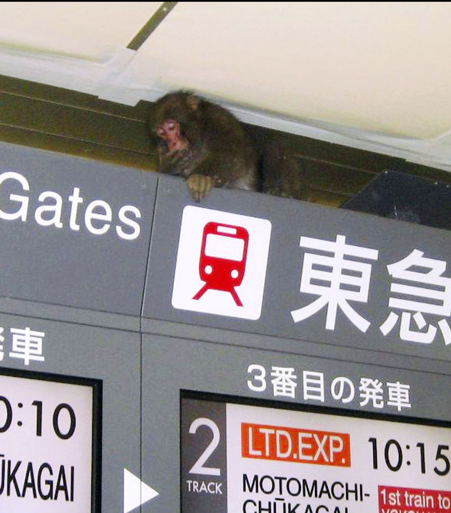 Tokyos põgenes ahv politsei eest