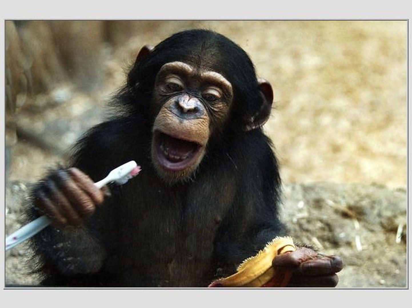 Väike šimpans teab, et pärast sööki tuleb hambaid pesta.