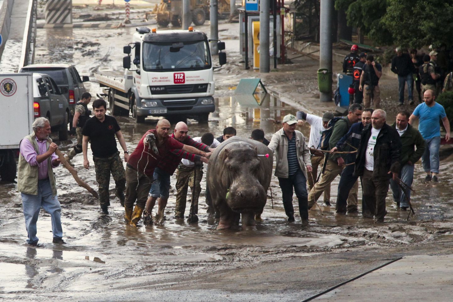 В результате наводнения в Тбилиси из зоопарка сбежали животные.