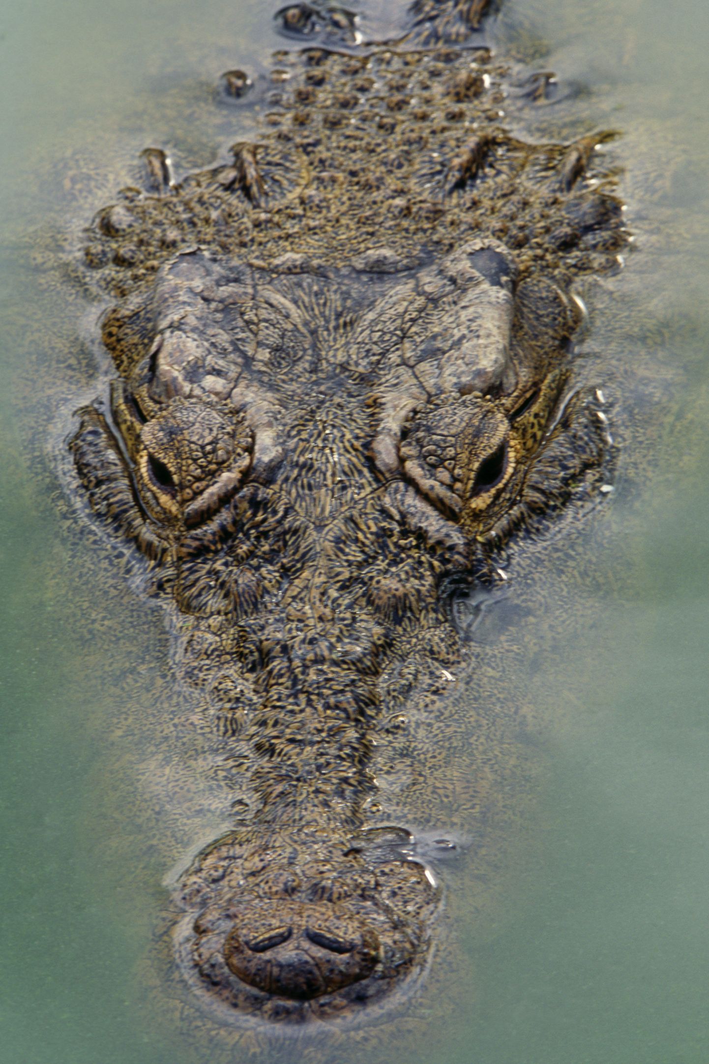 Крокодил. Снимок иллюстративный.