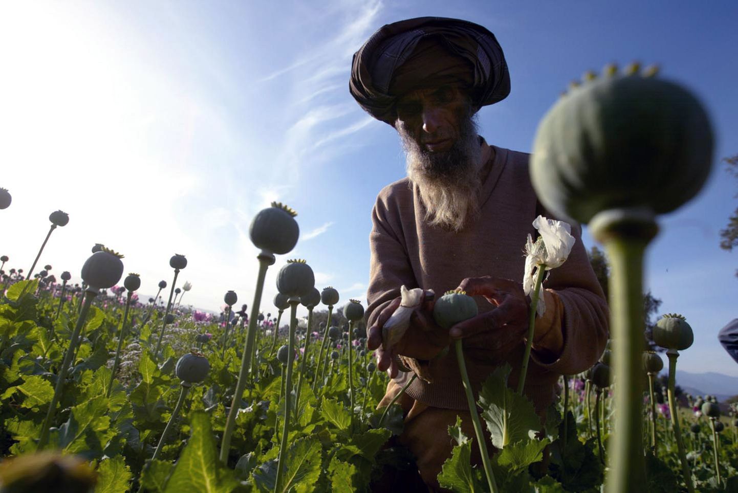 Afganistanis kasvavaid moonitaimi laastab seenhaigus.