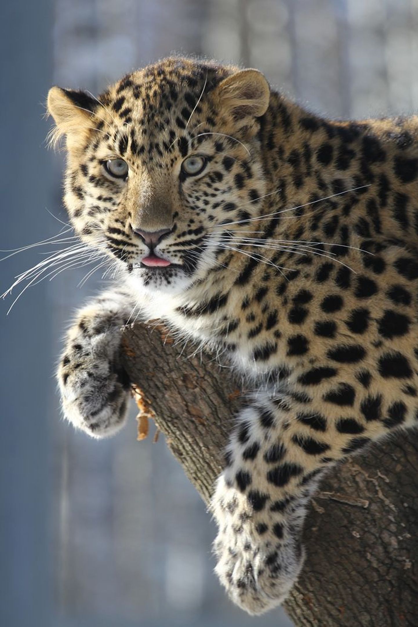 Amuuri leopard Akra.