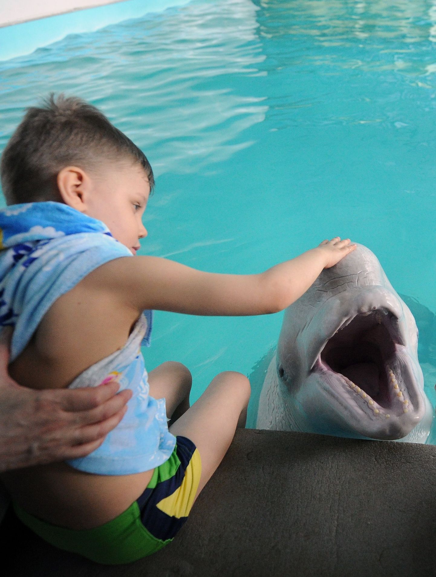 Poiss delfiini paitamas