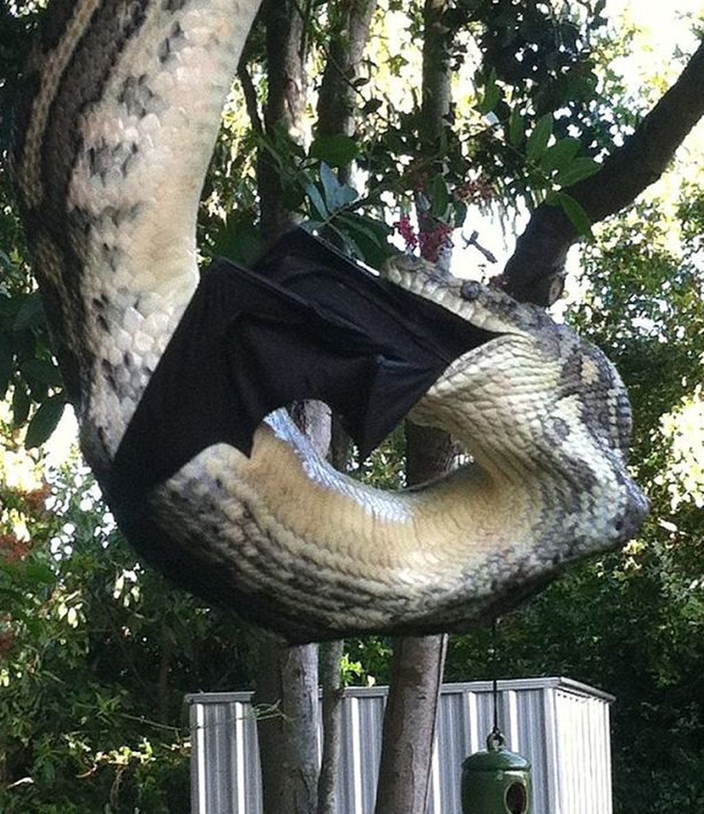 Austraalias maiustas püüton nahkhiirega