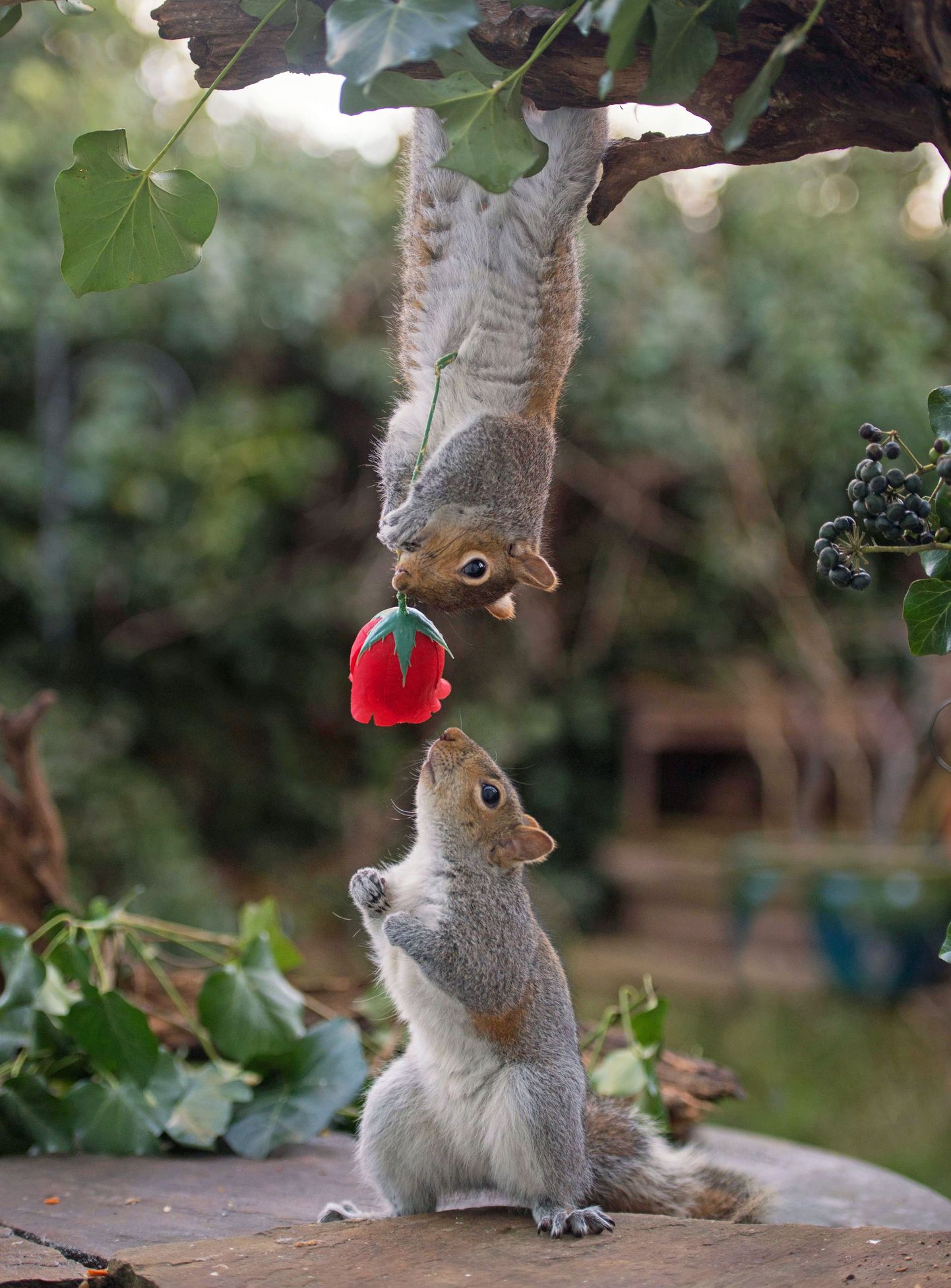 Oravad sõbrapäevaks saadud roosiga
