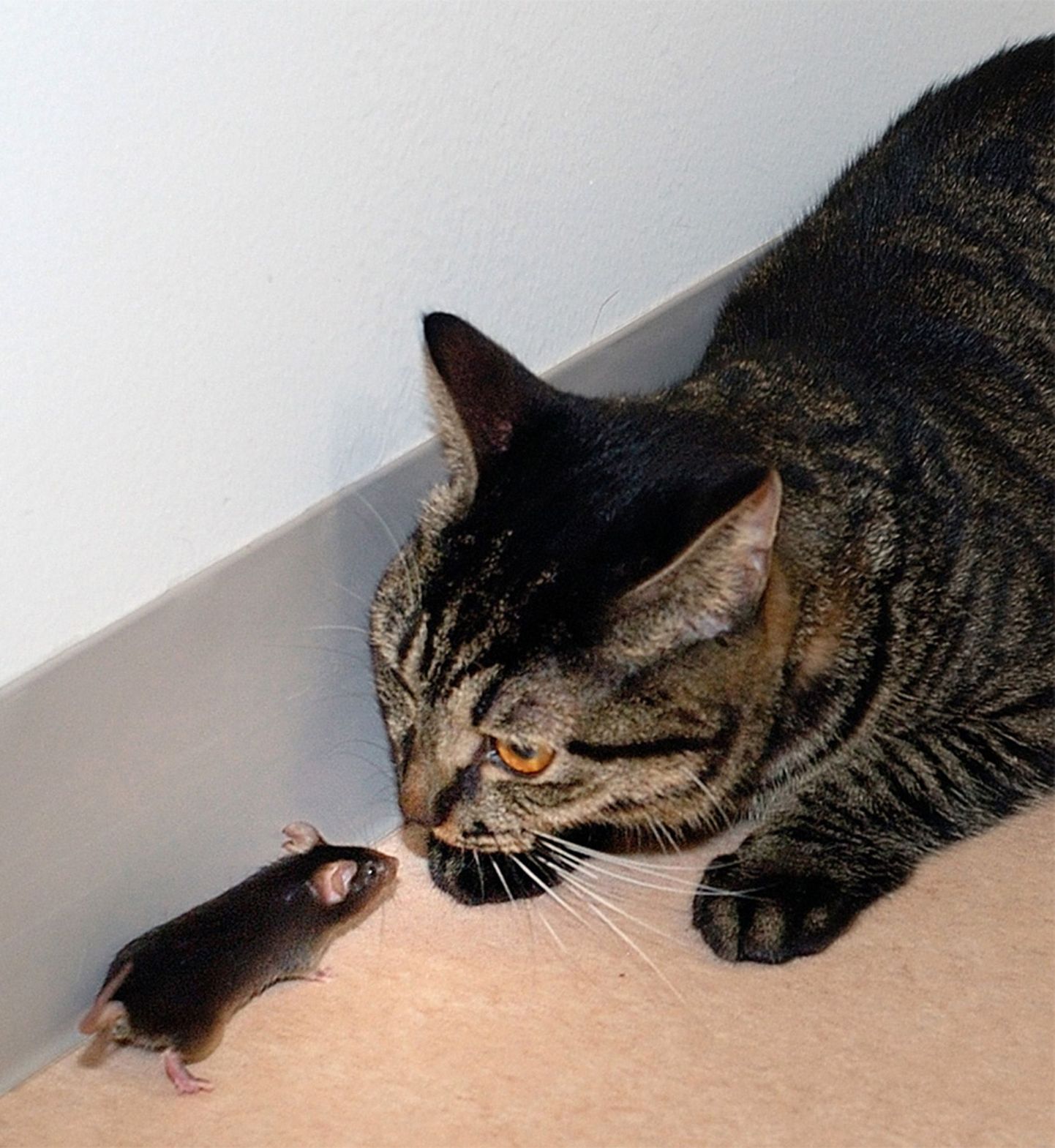 Kass ja hiir. Foto on illustreeriv