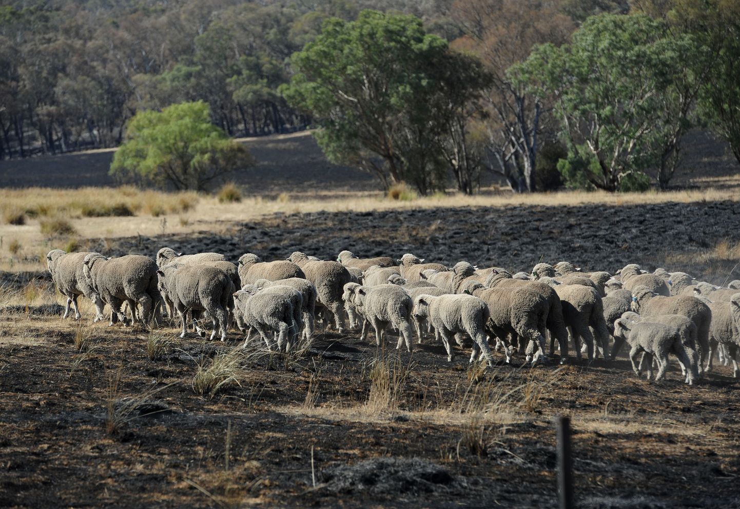 Austraalias leviv mürgitaim paneb lambad käituma «narkomaanidena»
