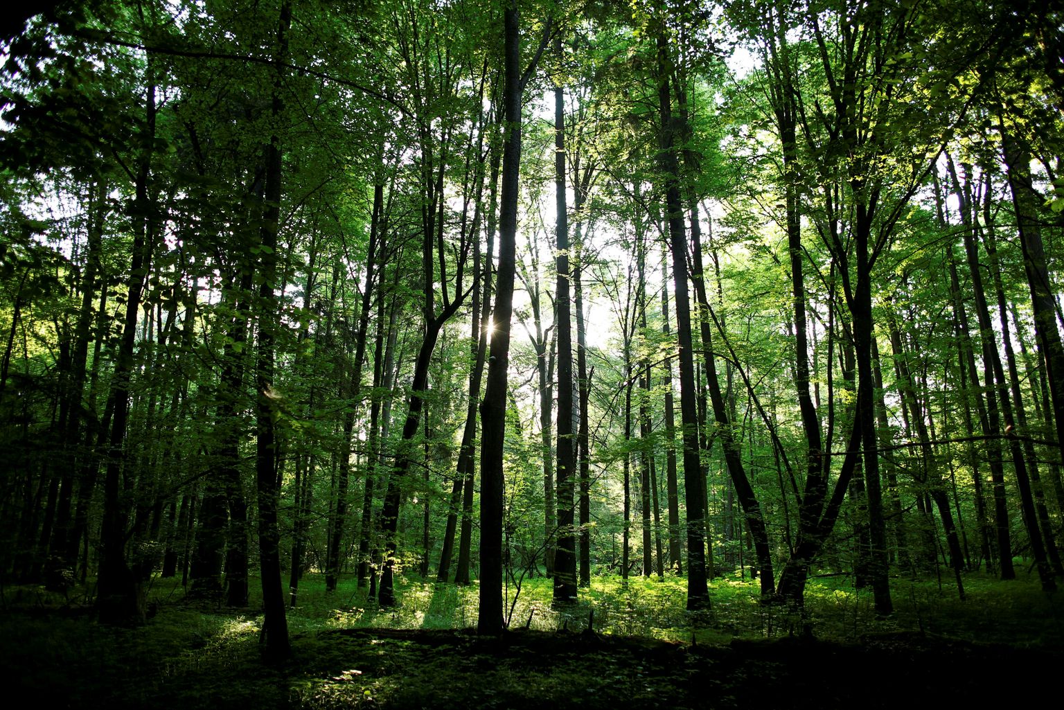 Bialowieza ürgmets Poolas