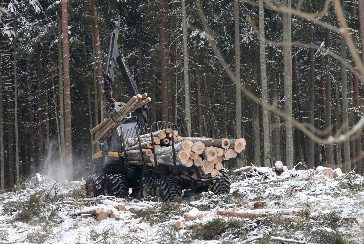RMK alustas raietöid Kaagveres staadioni kõrval 118-aastases kuusikus.