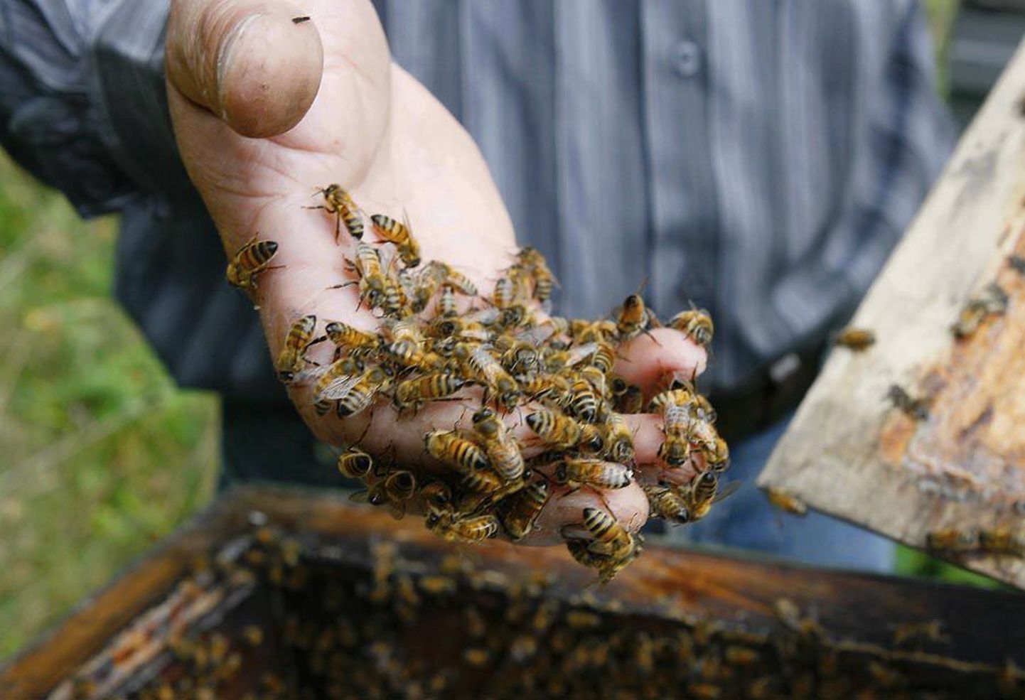 Tänu mesilastele võib tatrasaak Eesti põldudelt kosuda isegi kaks korda.