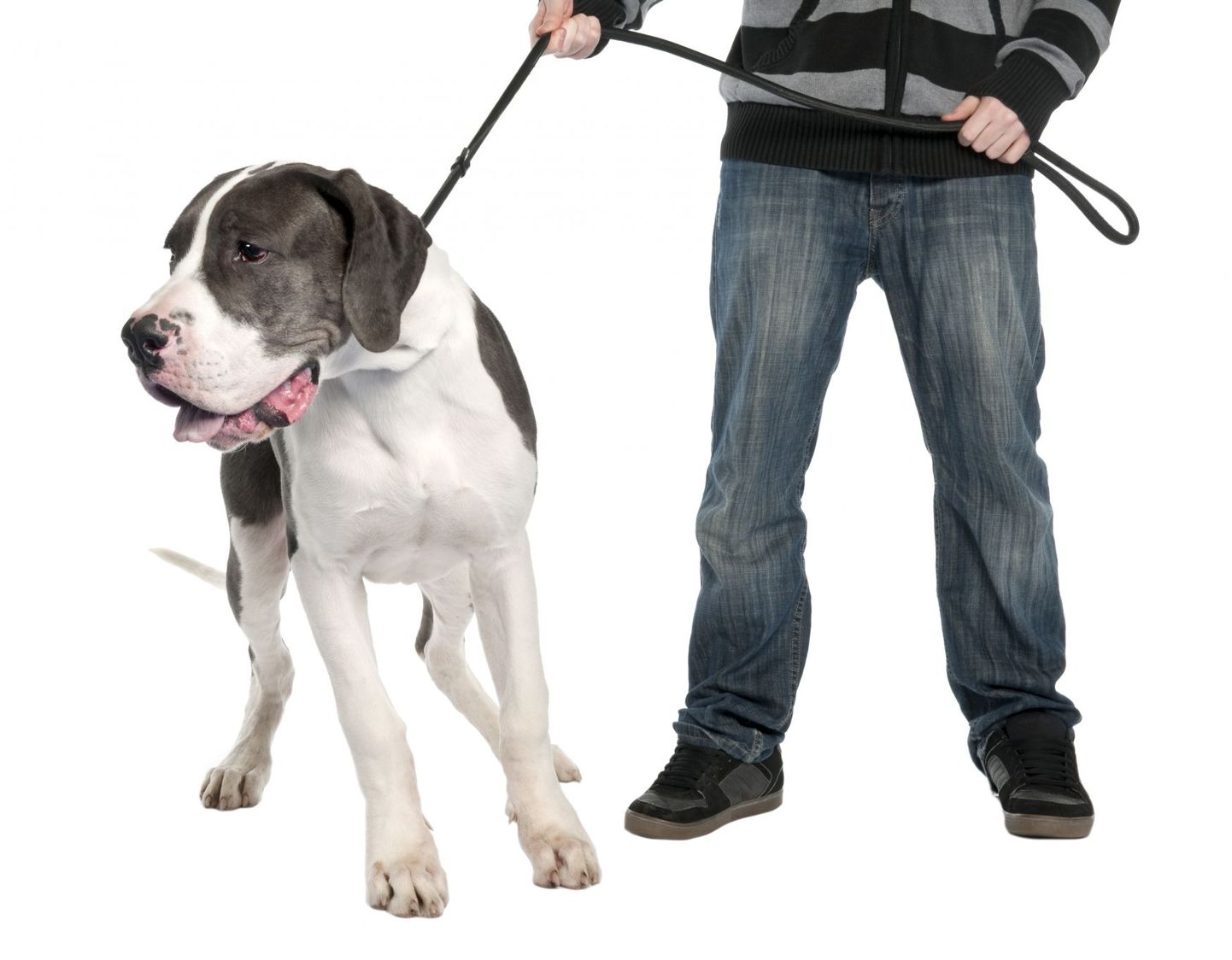Tööandjad on näinud ka seda, kui mõni inimene tuleb oma koeraga tööintervjuule. Pilt on illustratiivne.