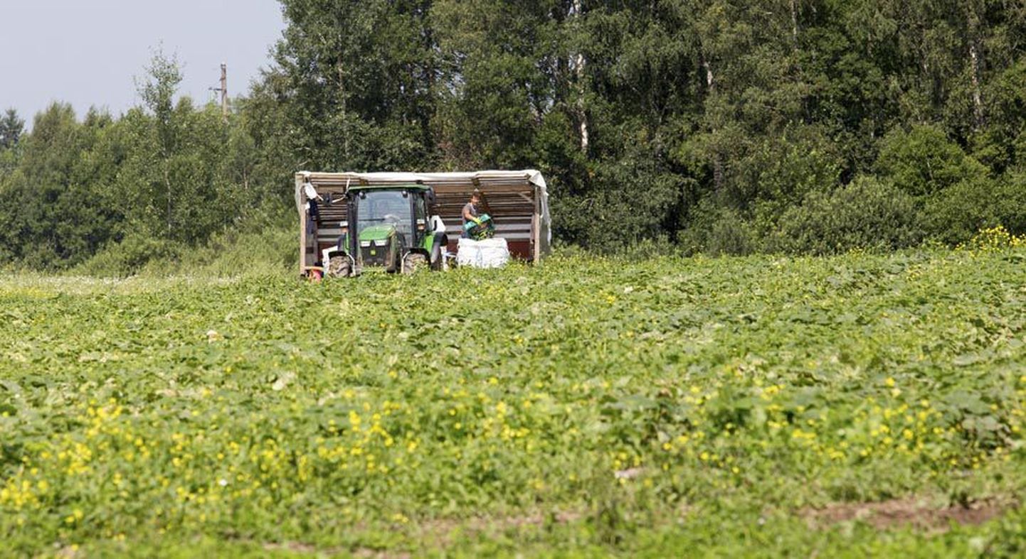 Ukrainlastele, kes 26. juulil Koidu talu põllul töötasid, peaks ilma vahendajata maksma 1320 eurot brutopalka. Poola vahendusfirmat kasutades kaob see nõue aga ära.