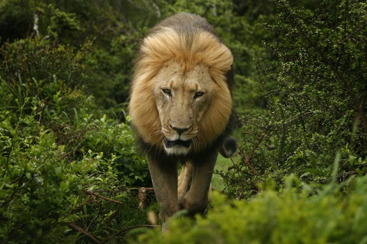 Isane aafrika lõvi looduspargis..