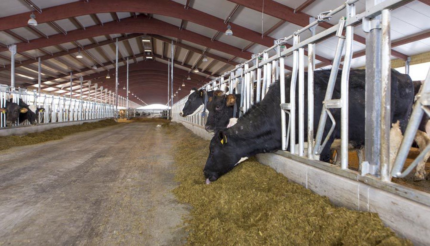 See ülesvõte pärineb Kõo vallas Koksveres asuva Siimani farmi vast valminud ülimoodsast kompleksist, mis peaks andma odavamat piima. Paraku ei ole Eesti tööstused samal kombel uuenemiseks vaeva näinud.