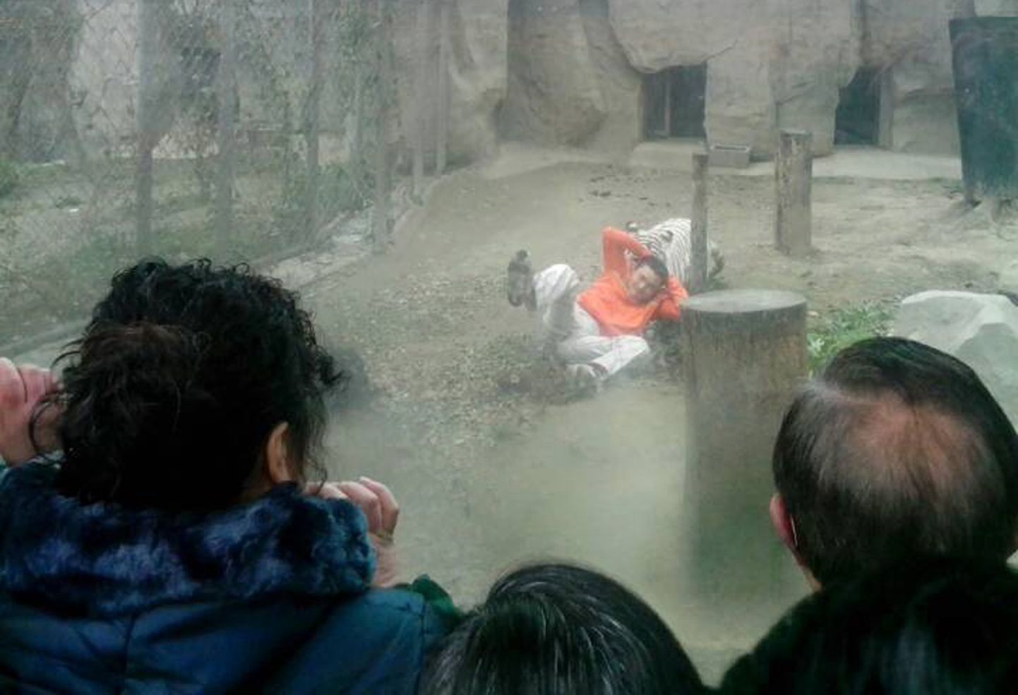 Белая бенгальская тигрица треплет мужчину, забравшегося в ее клетку. В результате инцидента в зоопарке провинции Сычуань хулиган отделался легкими травмами.