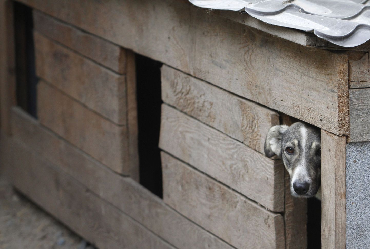 Rumeenlanna sunnib meest koerakuudis elama