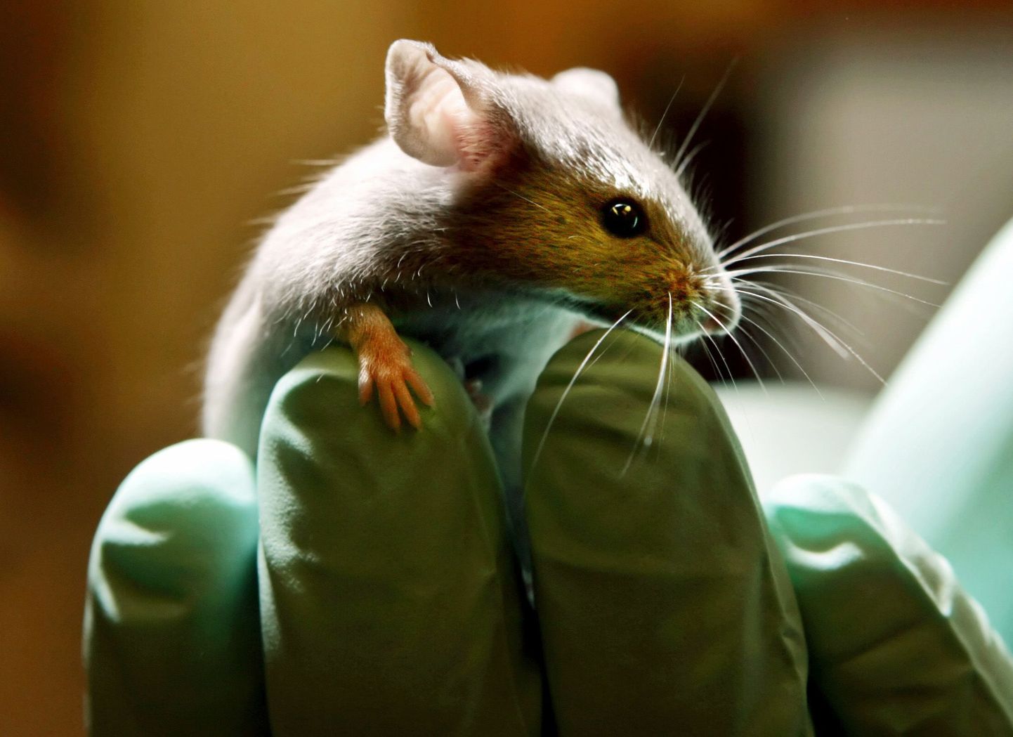Tartu ülikooli kõrvalettevõte Icosagen Cell Factory teeb katseid hiirte, kanade ja küülikutega.