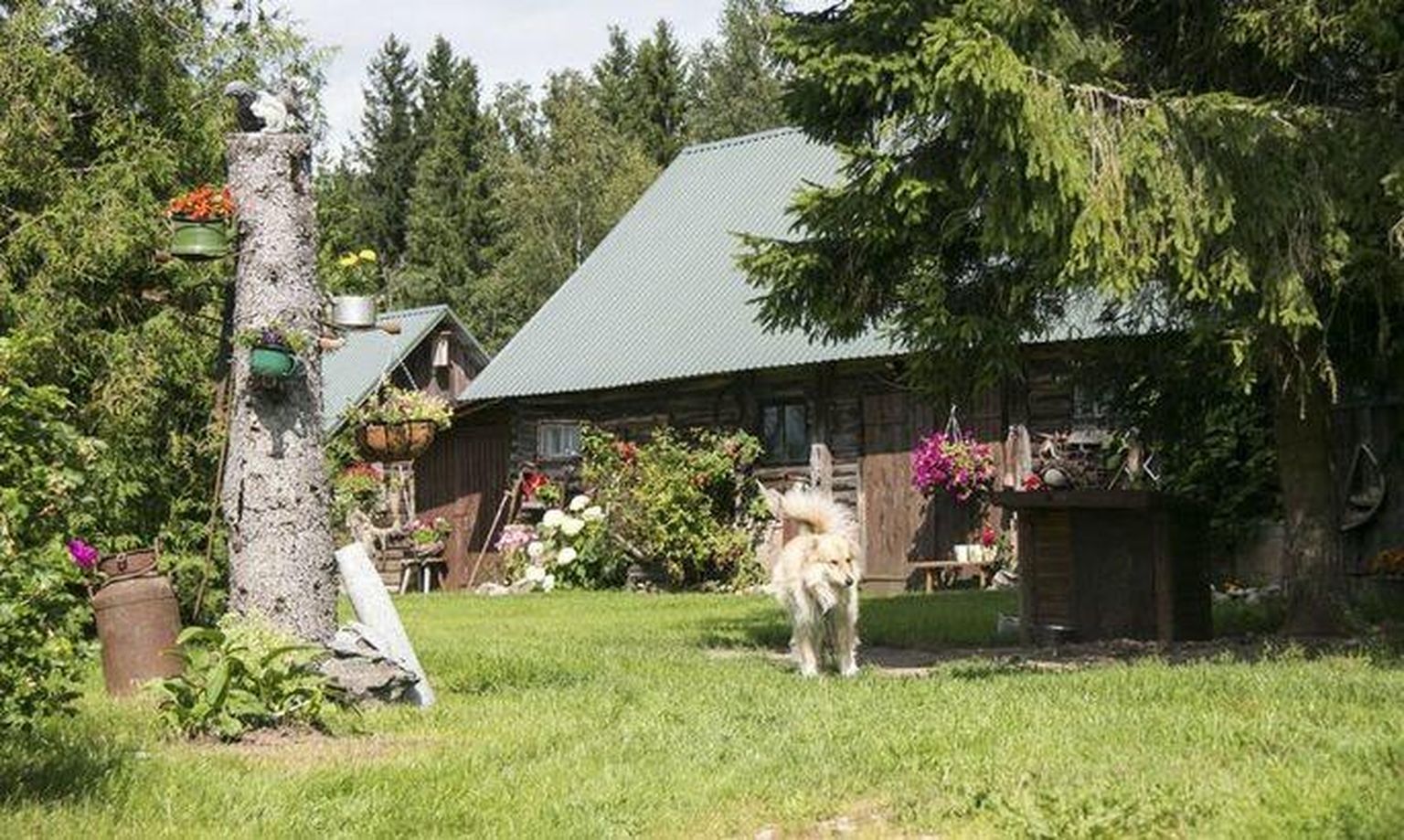 Läsna rahvamaja juhataja Heli Napi koduõu on üks tervest reast kaunitest õuedest möödunud korral aasta külaks valitud Läsna-Loobul.