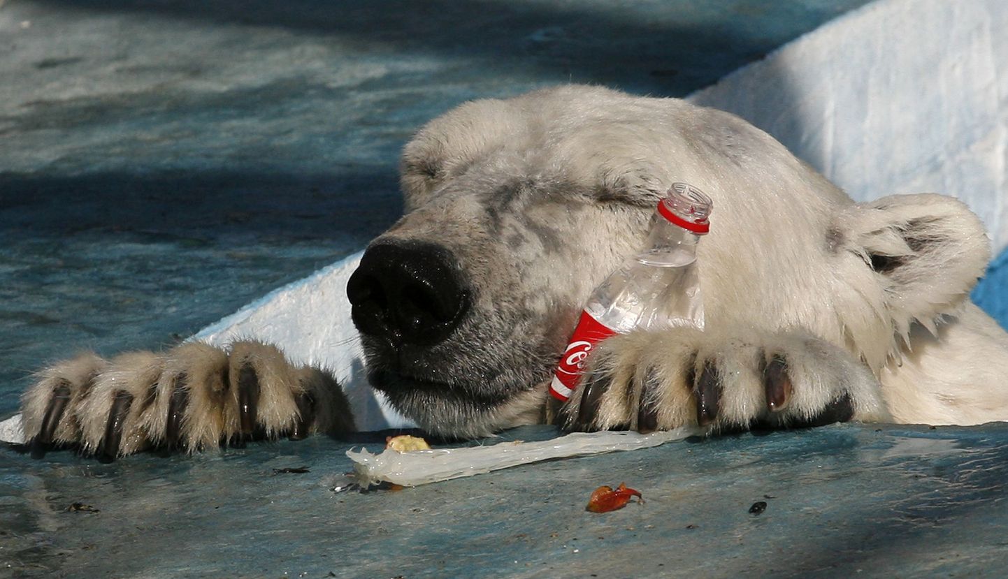 Jääkaru Aurora ja Coca-Cola pudel