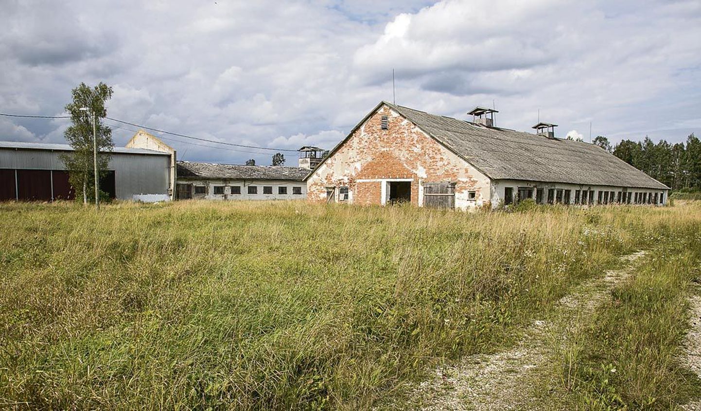 Pärnjõe külla Pärnaõie kinnistule kasutuseta ja lagunevatesse veiselauda hoonetesse plaanis AS Rakvere Farmid rajada nuumikute farmi.