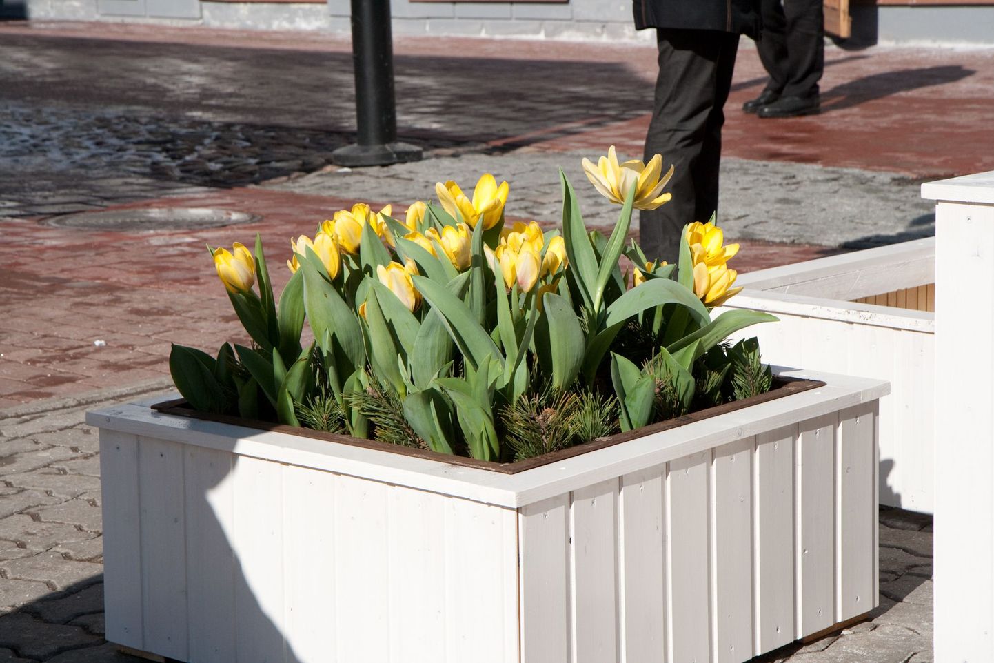 Tänavu kevadel kaunistavad Pärnu peatänavat lillekastid kollaste tulpidega.