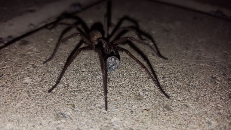 Обнаруженный в Мустамяэ паук. Фото: Андре Аллесе