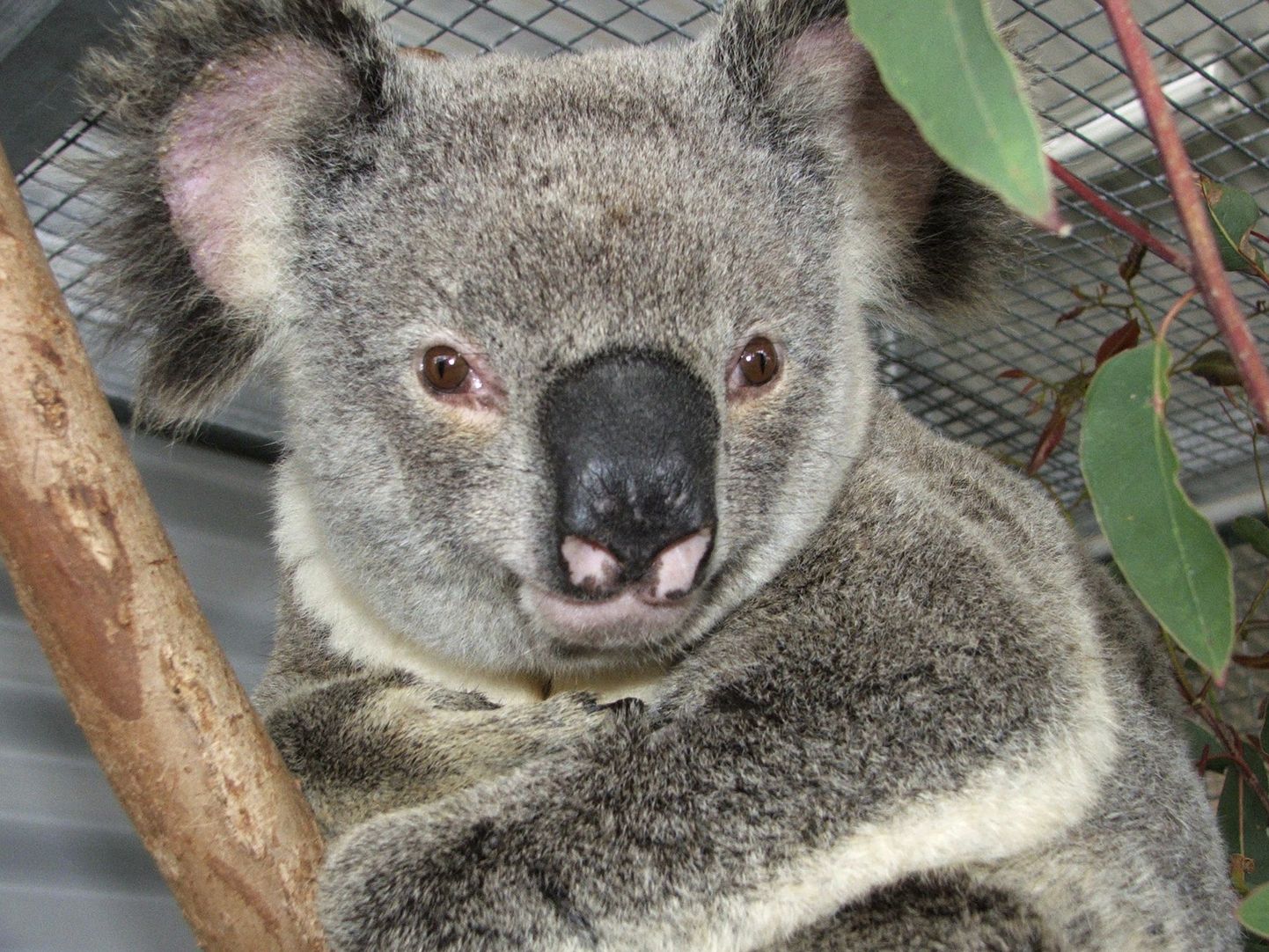 WWF: metsaraided ohustavad koaalade tulevikuväljavaateid