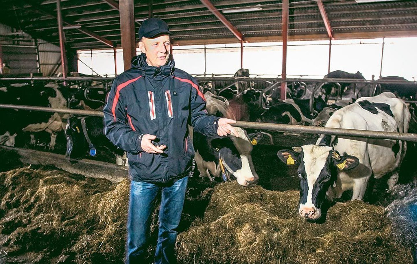 “Meil on osaühingus 600 lüpsilehma, kes aasta keskmisena andsid 9300 kilo piima, aga iga päev toob miinust, sest varumishind on väga madal,” nentis OÜ Surju PMi juhataja, Pärnumaa tuntumaid põllumehi Hannes Isand.