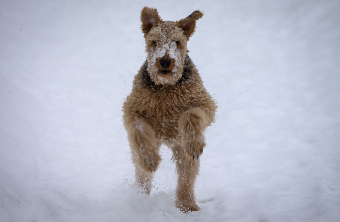 Собака и снег.