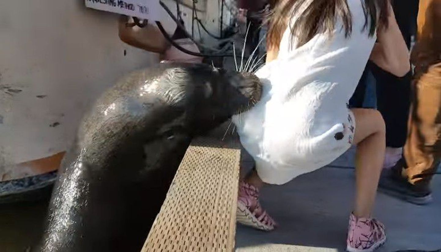 Kanadas haaras merilõvi kailt tüdruku ja tõmbas vette