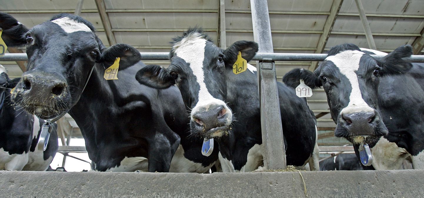 Kloonimise aitab teadlastel kasvatada tervistavat piima andva lehma.