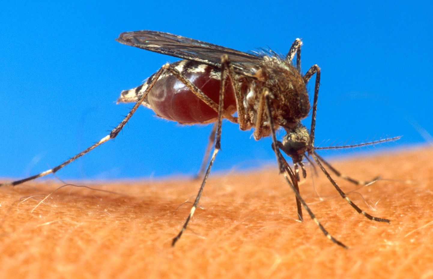 Комары - обычный атрибут эстонского лета, но в этом году их гораздо больше обычного.