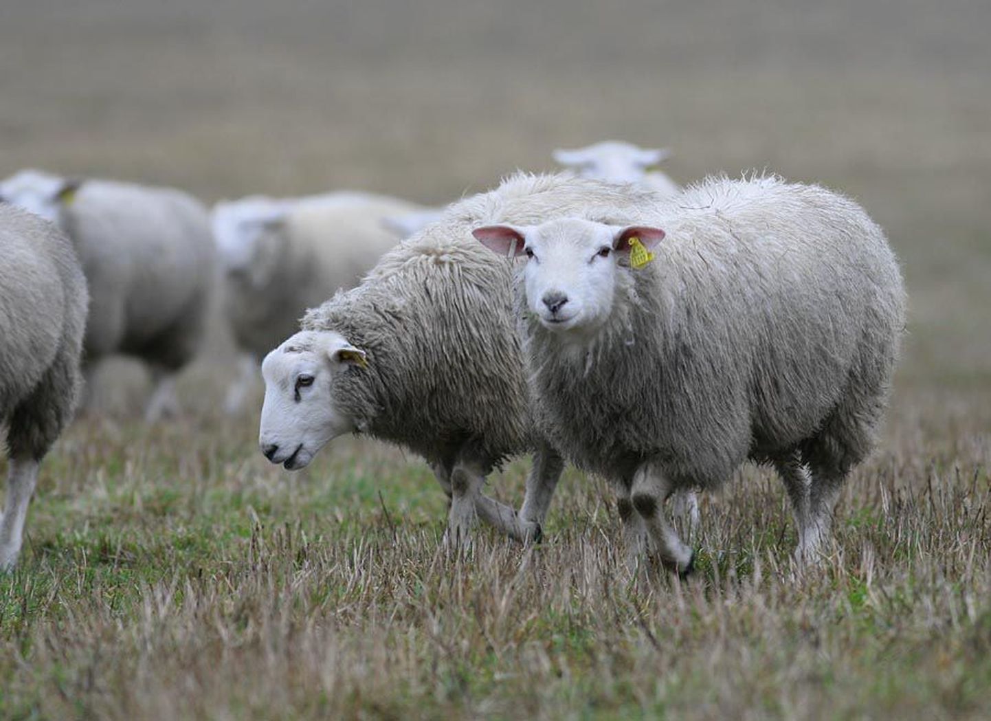 Murese lambakasvatustalus on suviti ringi jalutamas üle 800 lamba.
