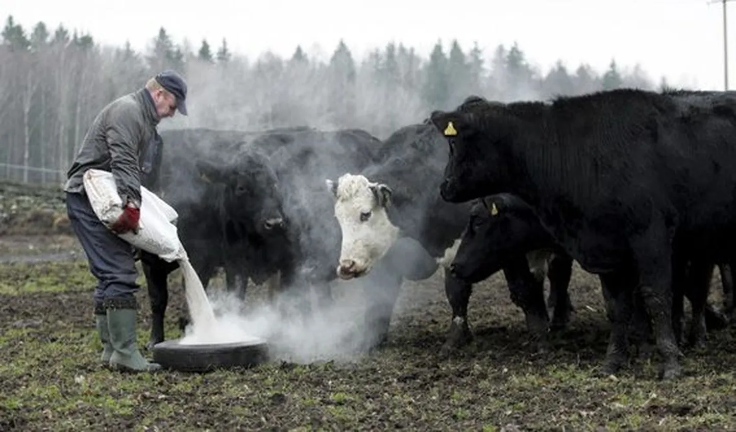 Lääne-Viru maakonnas on mahetootmise arendaja firma Küti Mõis, mis kasvatab looduslikel karjamaadel lihaveiseid.