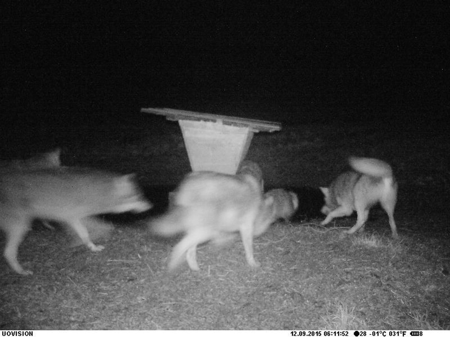 Rajakaamera tehtud pilt, kust näha, kuidad hundid kährikut piiravad.