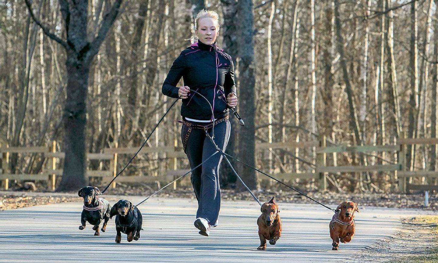 Jaana Aadamsoo kasutab koertega jooksmas käies spetsiaalset jooksuvööd, mis ätab inimese käed vabaks.