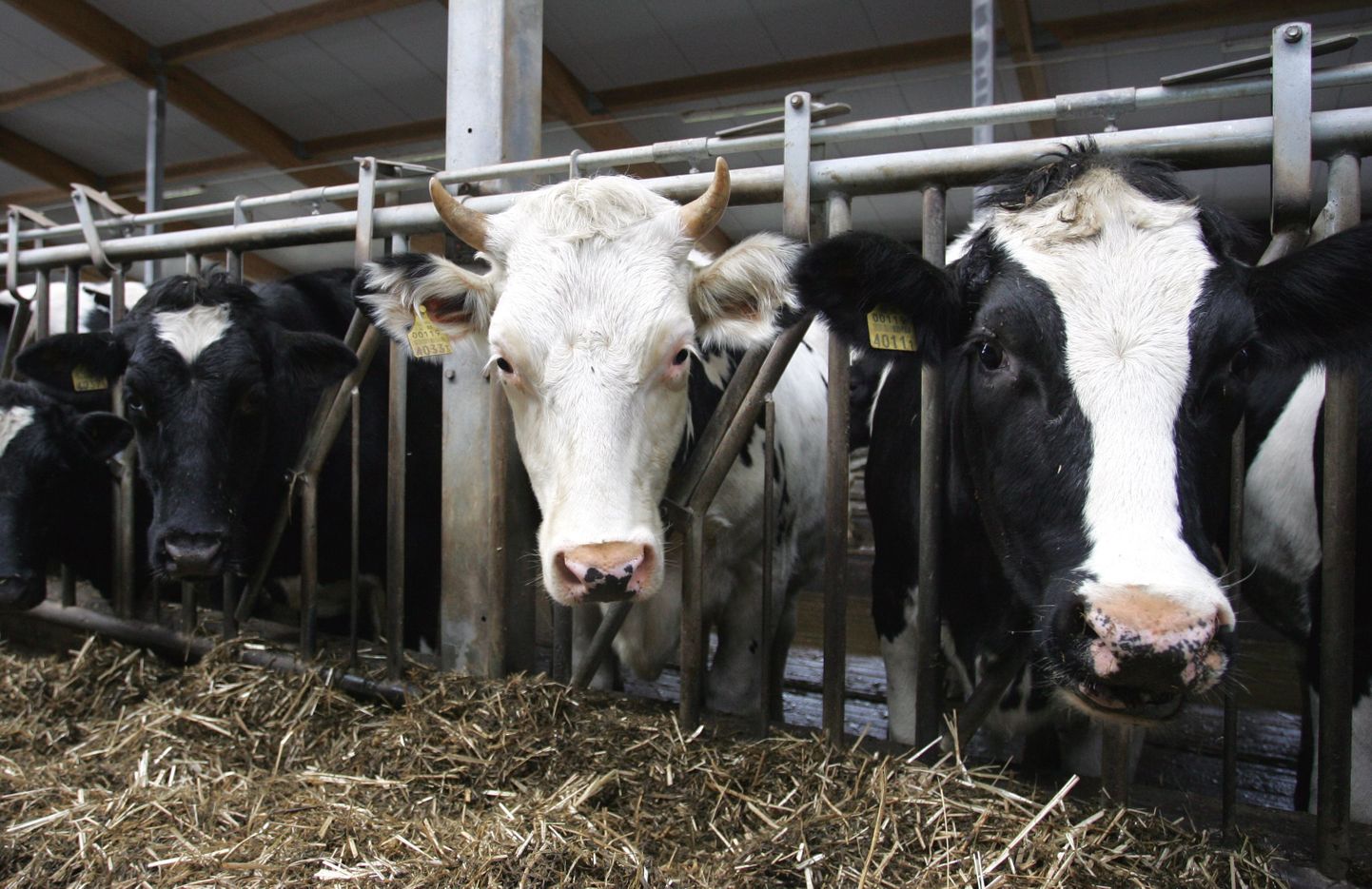 Otsa talu piimafarmi lehmad. Ivi Jõestu sõnul on Eesti piim väga kvaliteetne.