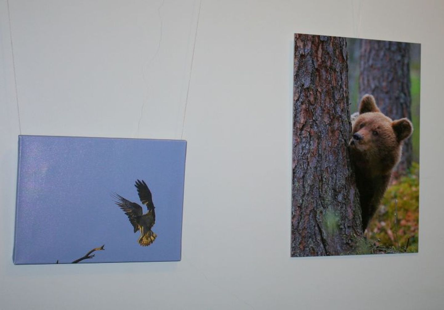 Viljandi maavalitsuse teise korruse fuajees saab veebruari lõpuni vaadata Leo Arneki loodusfotode näitust "Hetki looduses II".