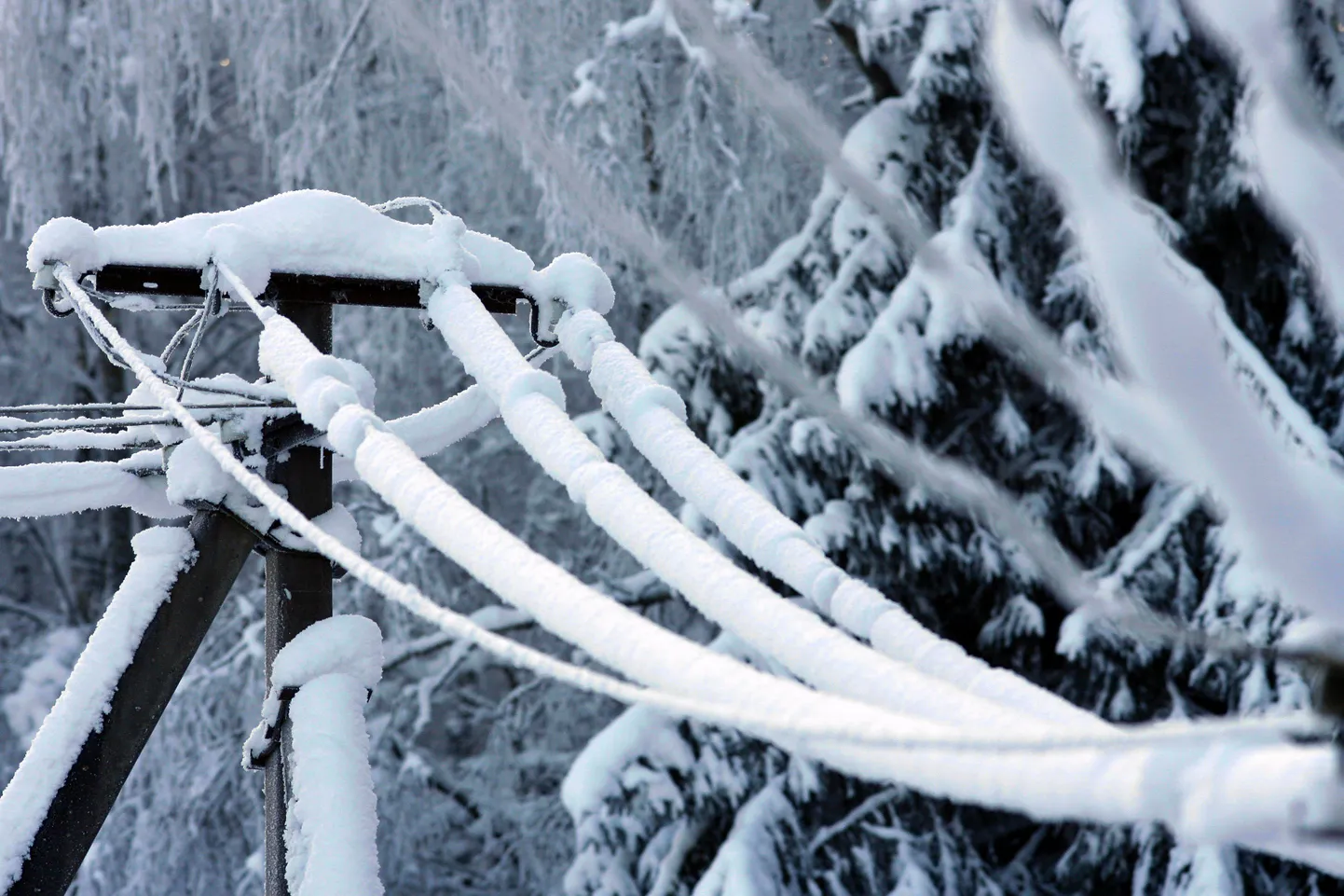 Elektriliinide rikkeid põhjustasid märg lumi ja liinidele vajunud puud.