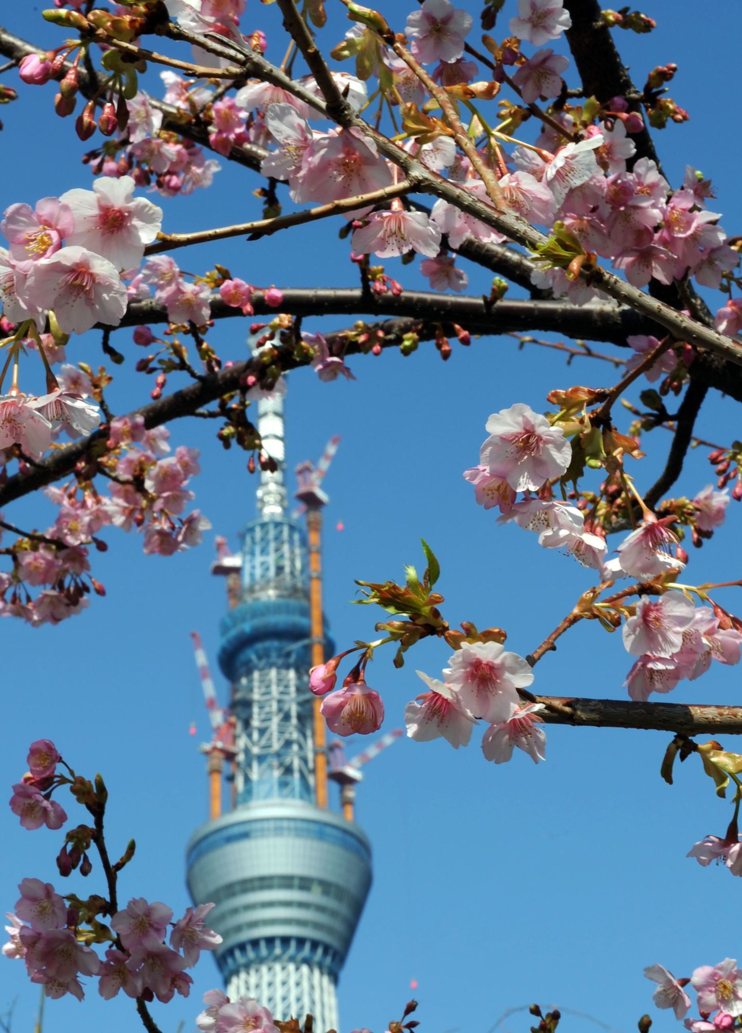 Läbi kirsiõite paistab Tokyo Sky Tree