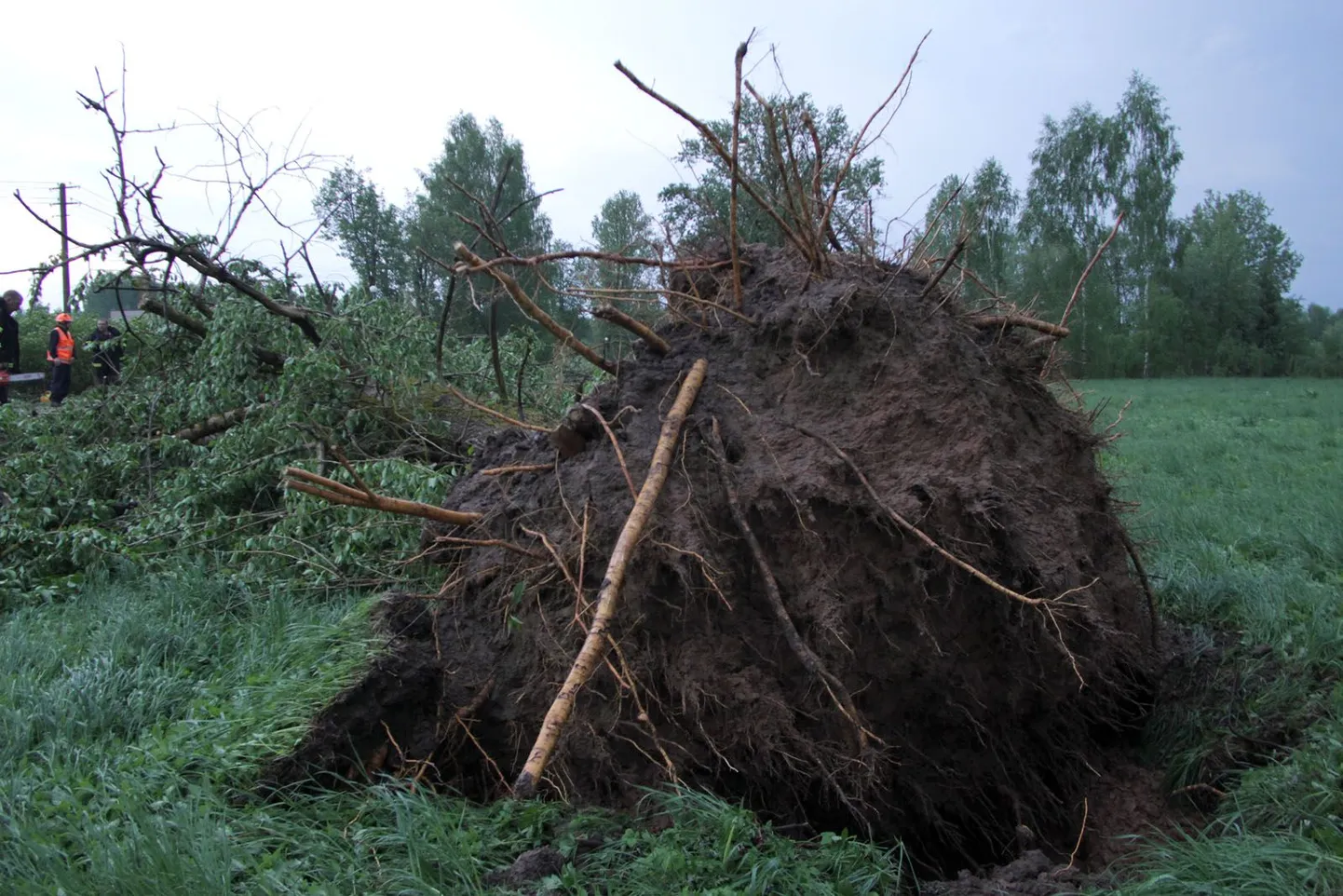 Liiklejaid võivad ohustada ka tuule tõttu murduvad või juurtega maast välja kistavad puud. Foto on illustratiivne.
