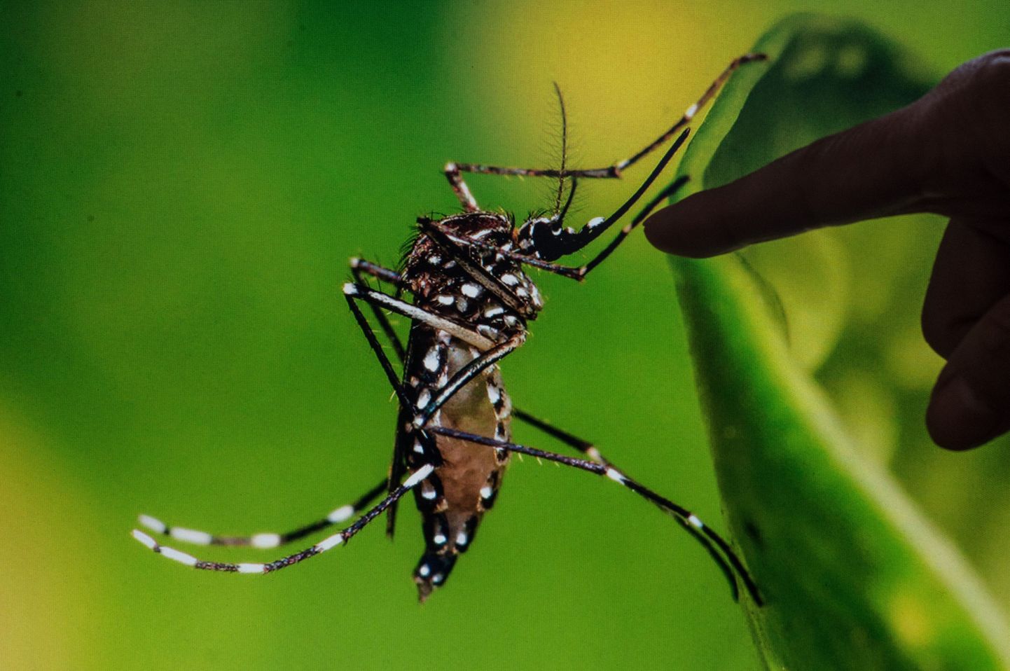 Aedes Aegypti sääsk, Zika viiruse kandja