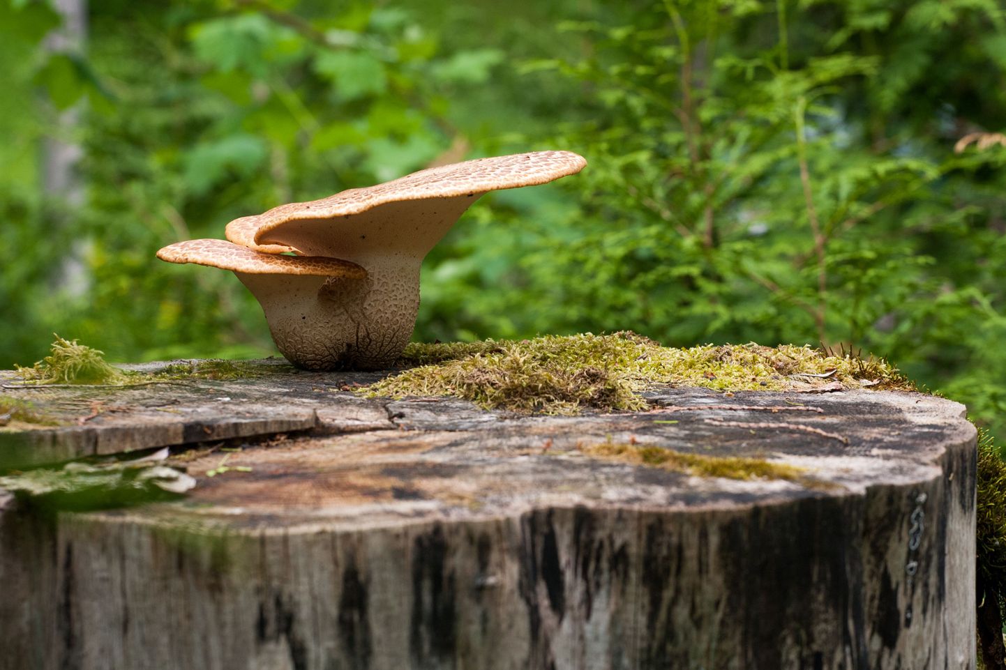 Seeneaabits nutitelefonis aitab tundmatut seent määrata.
