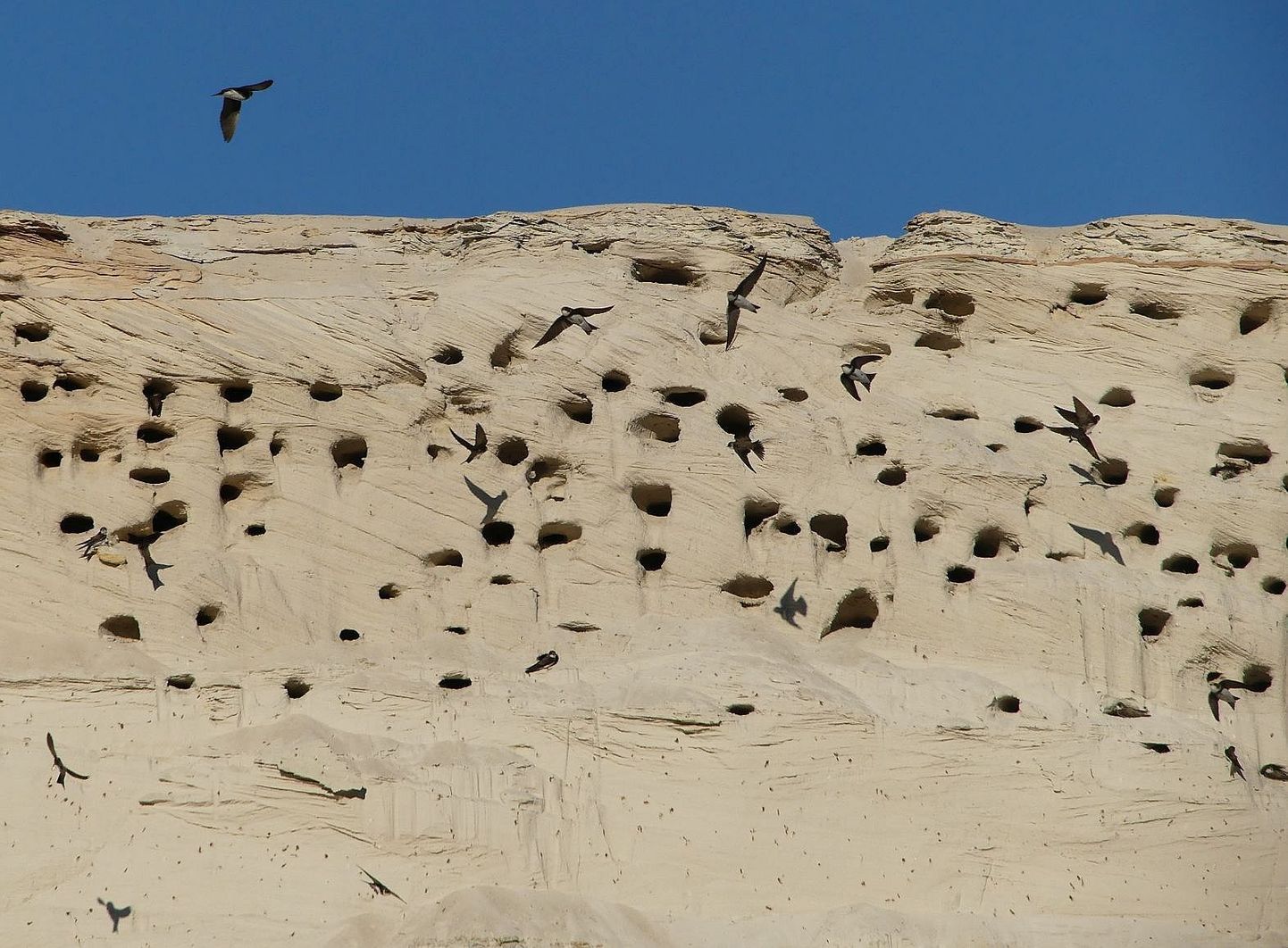 Ornitoloogiaühing kutsub linnuhuvilisi  märkama pesitsevaid kaldapääsukesi.