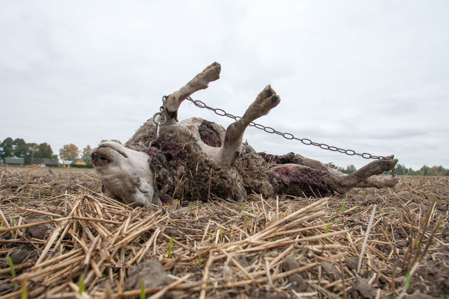 Huntide murtud lammas Viljandimaal
