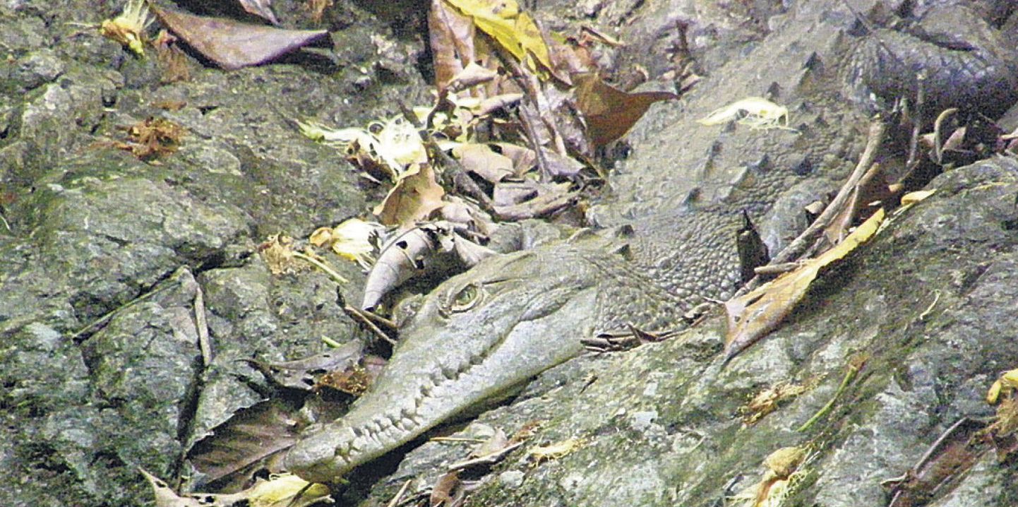 Corcovado on Costa Ricas ainus paik, kus krokodillide populatsioon on suur ja elujõuline.