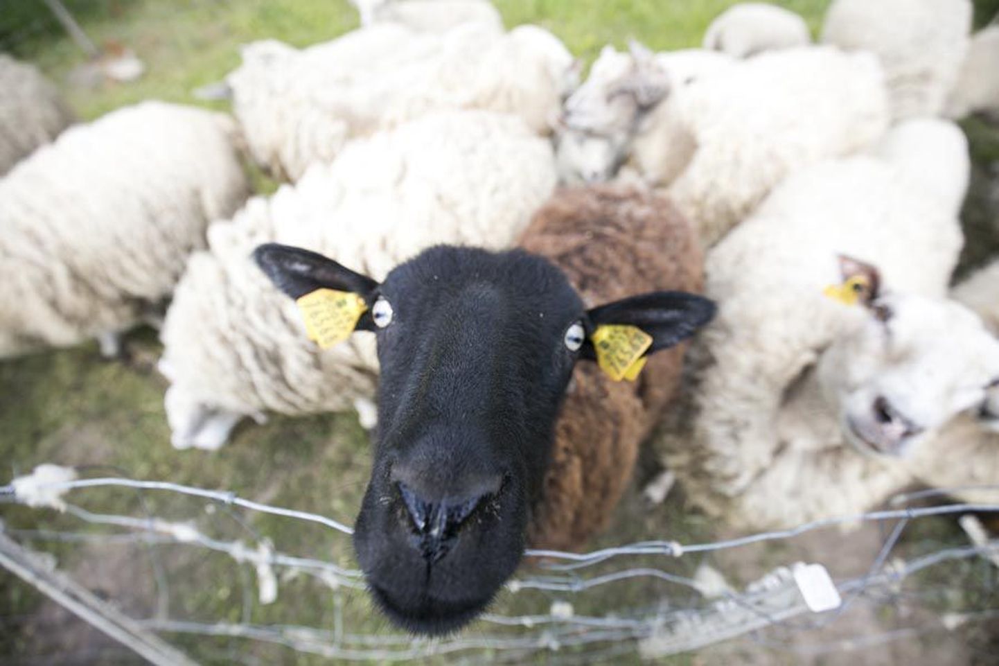 Eestis on lammaste populatsioon kasvutrendis. Oktoobri algul elas neid siin 89 028, neist Viljandimaal 5622.