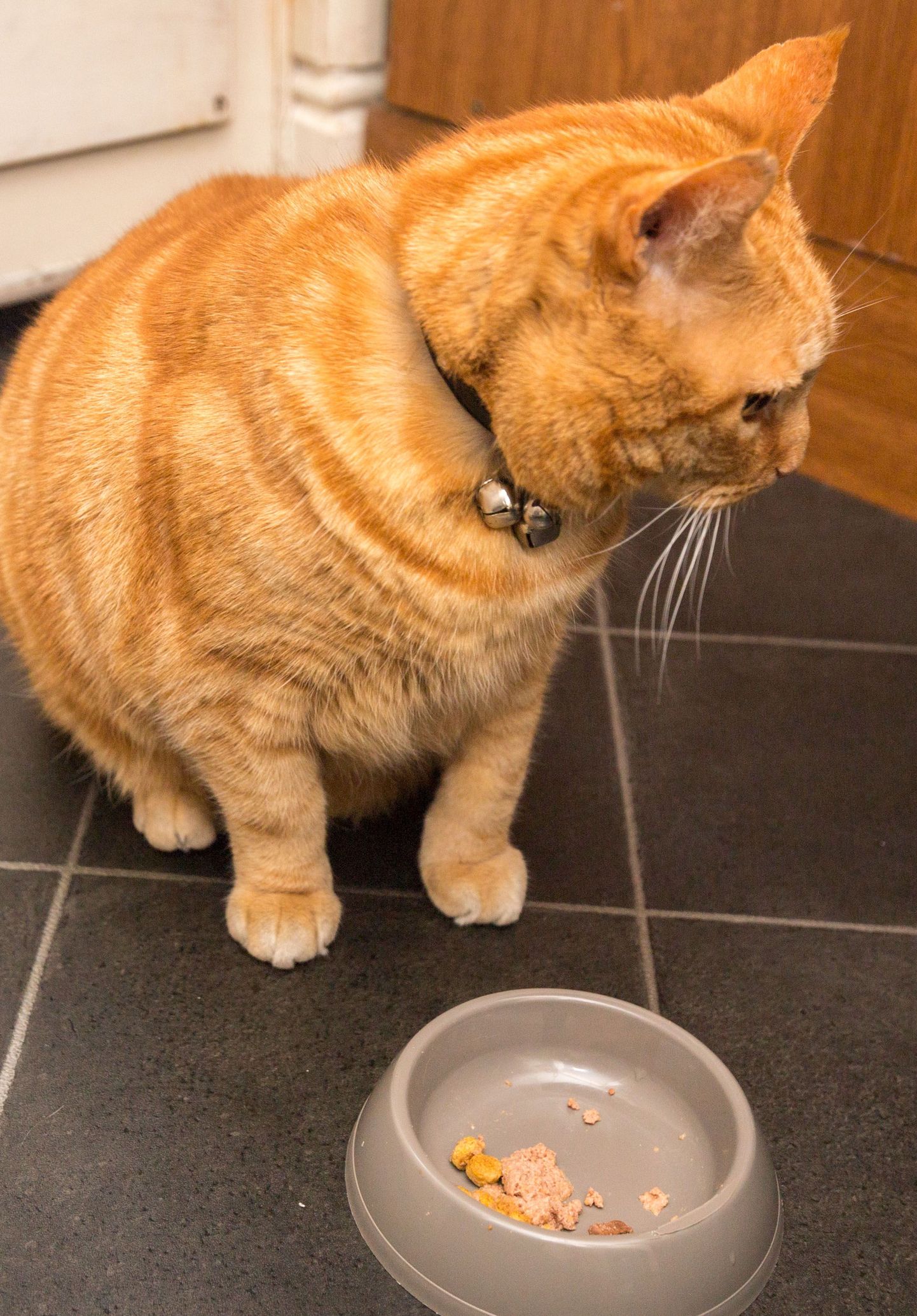 Vahel eelistab kass voolavat vett seisvale.
