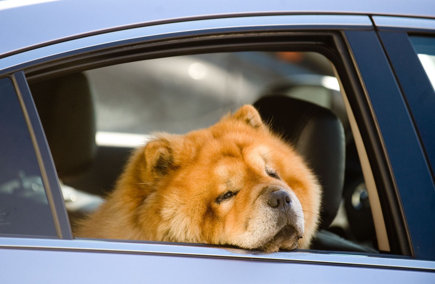 Autosse jäetud koer ei ole õnnelik.